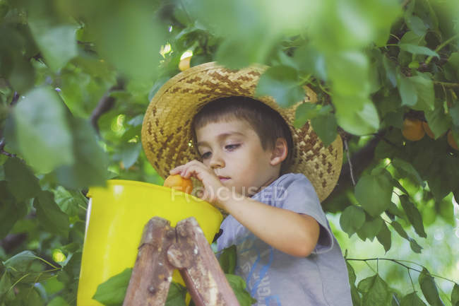 Niño árbol recoger albaricoques - foto de stock
