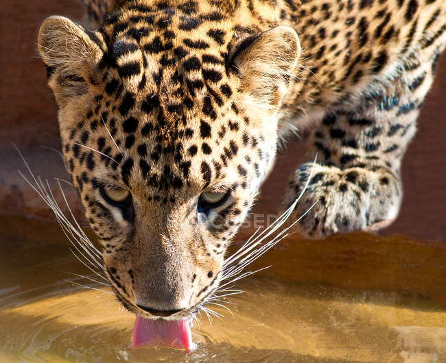 Leopardo che beve alla pozza d'acqua — Foto stock