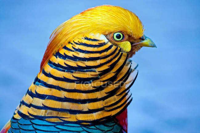 Retrato de un pájaro faisán dorado - foto de stock