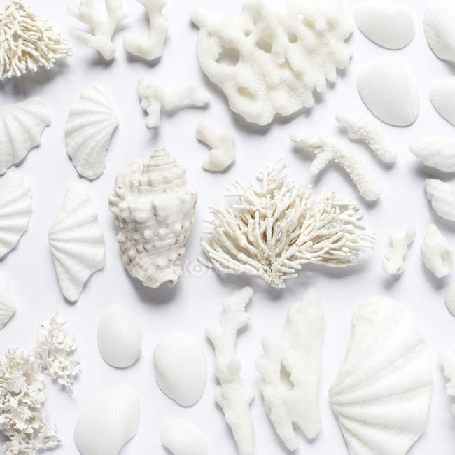 Conchas y corales de mar blanco - foto de stock
