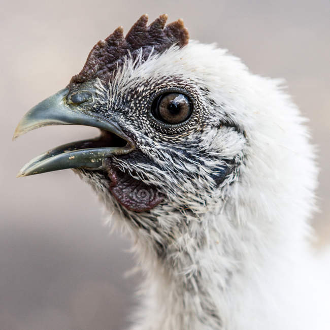 Портрет цыпленка-петуха — стоковое фото