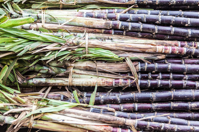 Steli di canna da zucchero — Foto stock