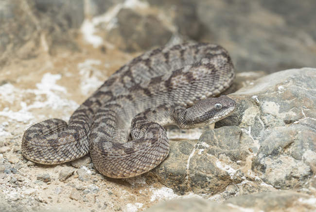 Wild Oman saw-scaled viper — Stock Photo