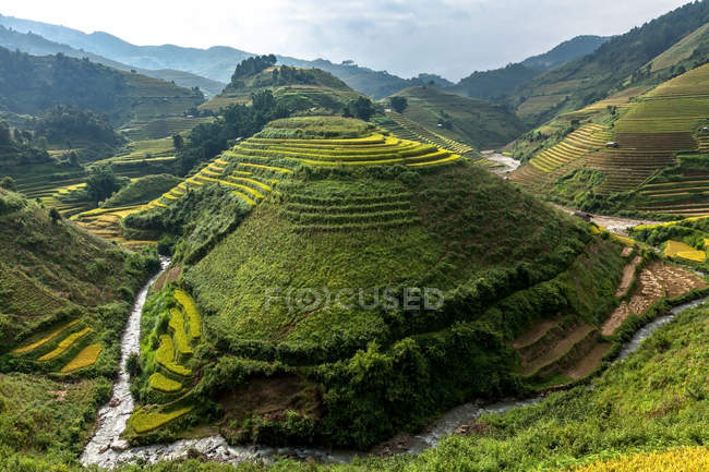 Рисовые поля, Вьетнам — стоковое фото