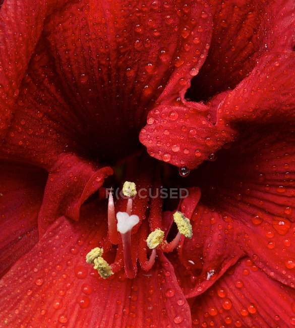 Rote Amaryllis-Blüte — Stockfoto