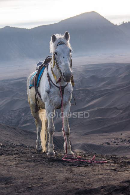 Porträt eines Pferdes, Indonesien — Stockfoto
