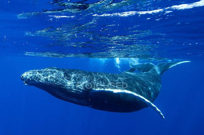 Underwater shot of humpback whale — Stock Photo