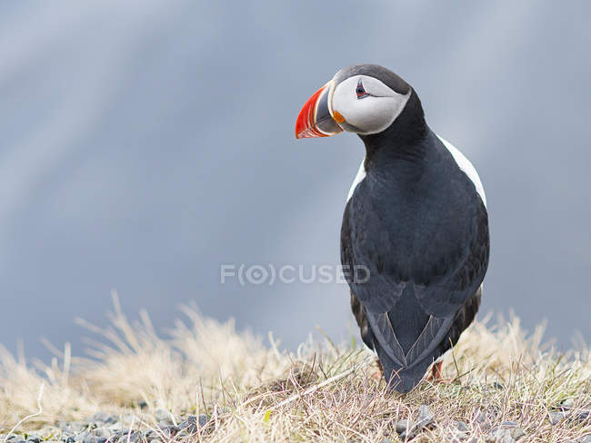 Puffin bird standing on cliff — Stock Photo