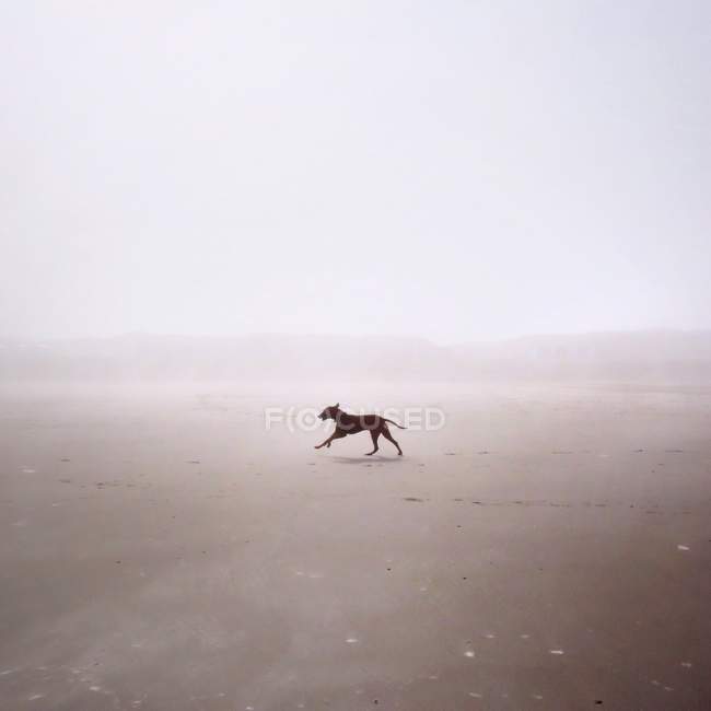 Cane che corre sulla spiaggia — Foto stock
