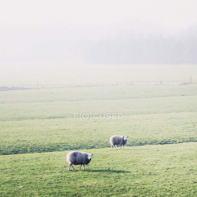 Two sheep in field — Stock Photo