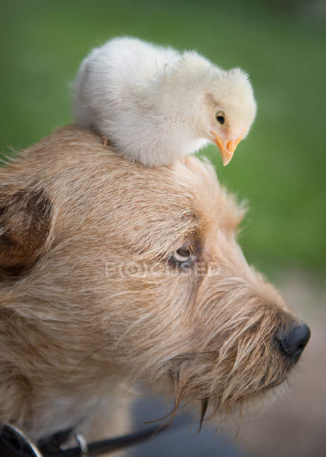 Chick sentado en la cabeza del perro - foto de stock