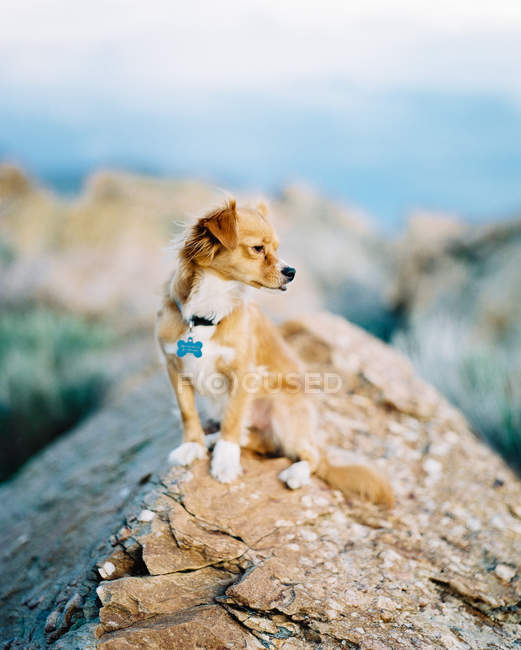 Собака сидить на скелі — стокове фото