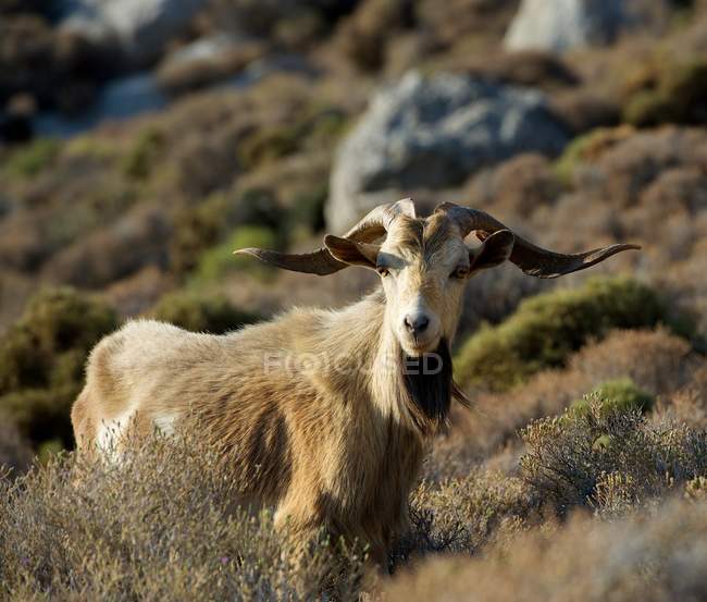 Дикая коза стоит на горе — стоковое фото