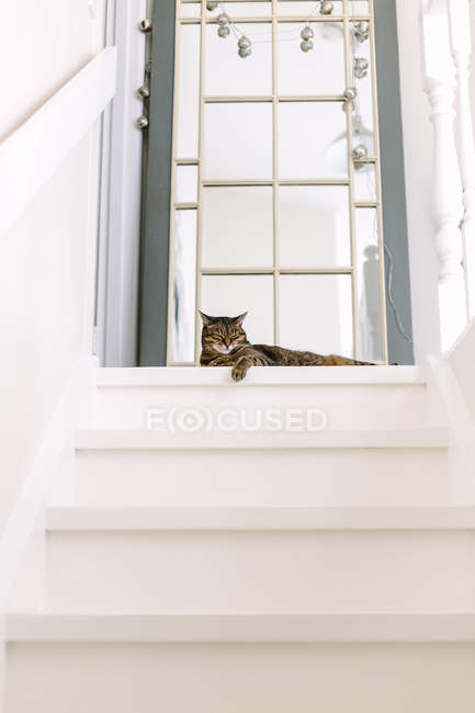 Gato relajándose en la parte superior de las escaleras - foto de stock