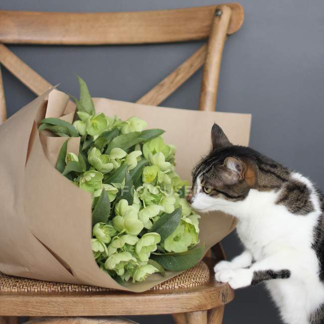 Cat sniffing bunch of flowers — Stock Photo