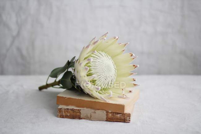 Protea flower on old books — Stock Photo