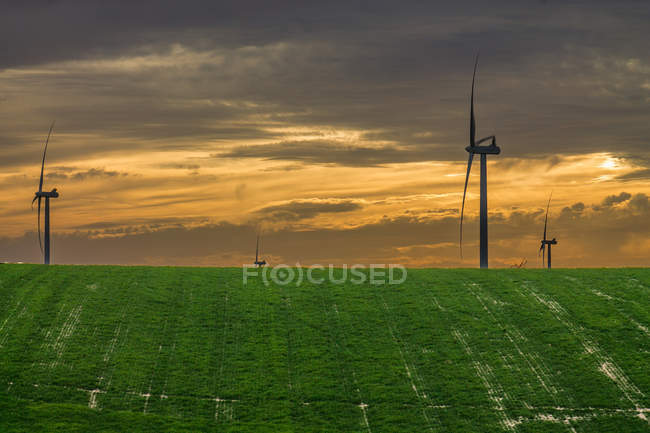 Зелене поле з вітровими турбінами — стокове фото