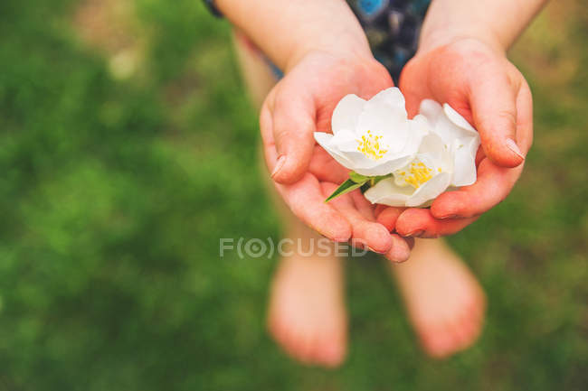 Niño sosteniendo flores blancas - foto de stock
