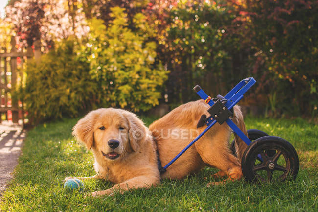 Golden retriever puppy — Stock Photo