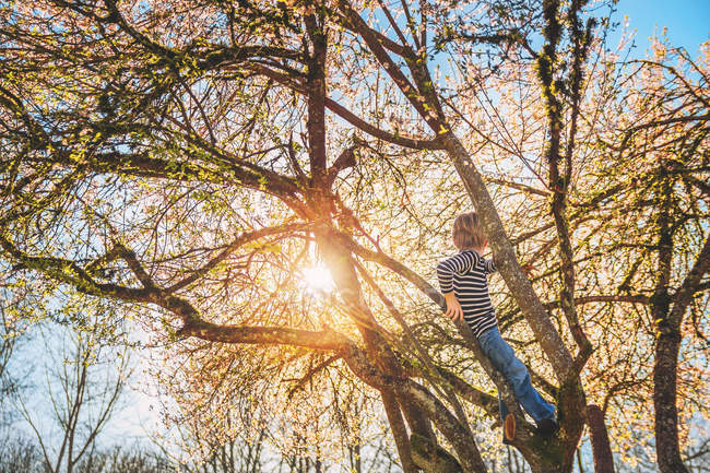 Garçon assis dans l'arbre regardant le coucher du soleil — Photo de stock