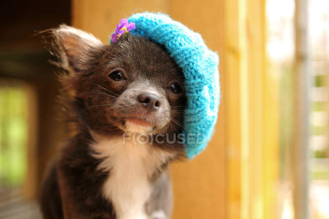 Chihuahua puppy wearing knitted hat — Stock Photo