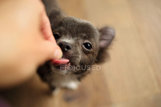 Person füttert Chihuahua-Welpen — Stockfoto