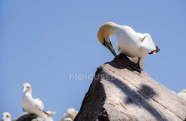 Ганет, стоящий на скале — стоковое фото