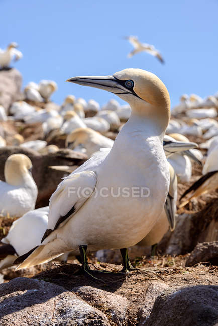 Gannet standing near nest — Stock Photo