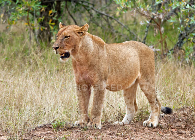 Retrato de leoa, África do Sul — Fotografia de Stock