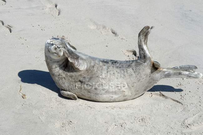 Jovem selo deitado na praia — Fotografia de Stock