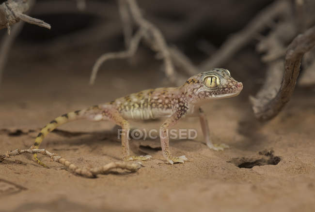 Gecko de dedos curtos — Fotografia de Stock