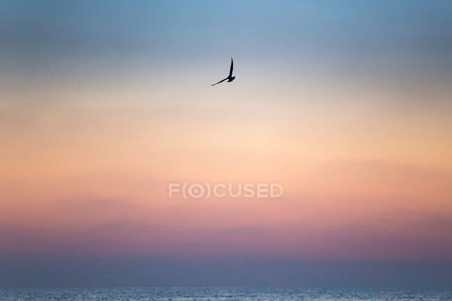Gabbiano che vola sopra il mare — Foto stock