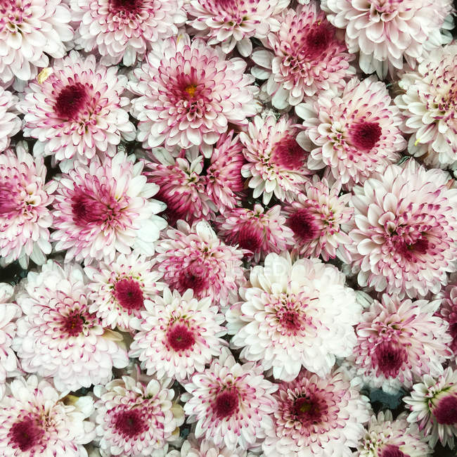 Primer plano de las flores - foto de stock