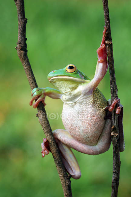 Frosch sitzt zwischen zwei Ästen — Stockfoto