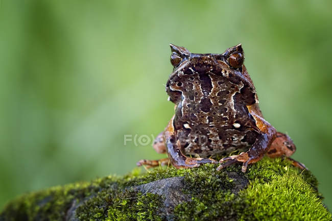 Hornet frog sitting on rock — Stock Photo