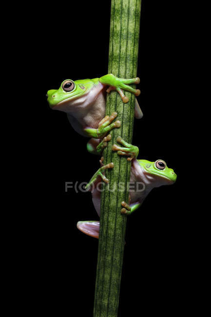 Two frogs climbing — Stock Photo