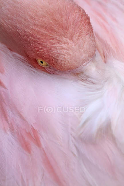 Vue rapprochée du flamant rose — Photo de stock