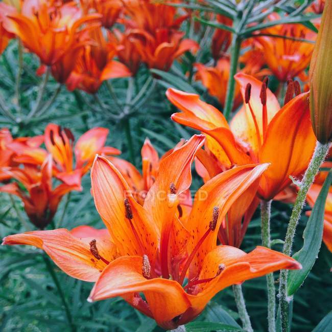 Orangefarbene Lilien auf Wiese — Stockfoto
