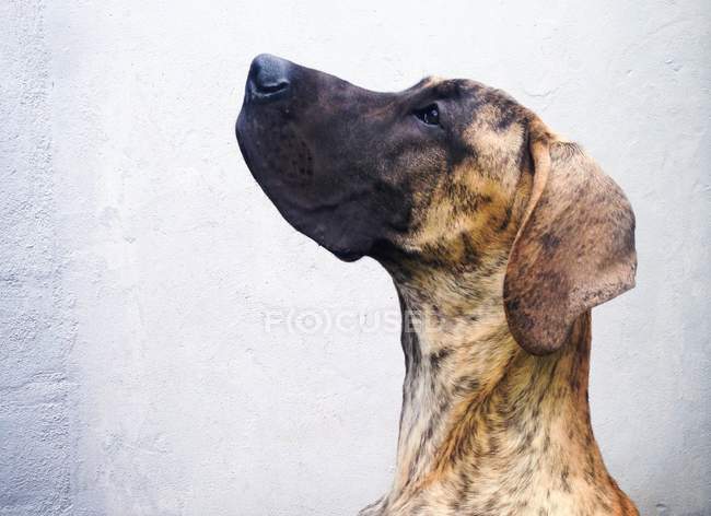 Dog looking up against wall — Stock Photo