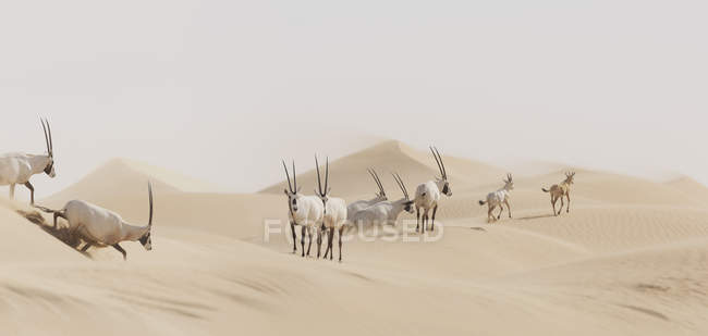 Entendu parler d'Oryx dans le désert — Photo de stock