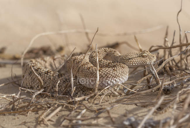 Ritratto di una vipera di sabbia araba — Foto stock
