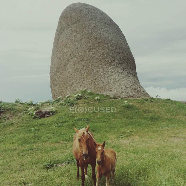 Лошади, стоящие перед скалой — стоковое фото