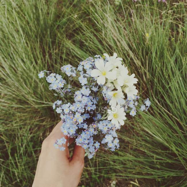 Mão segurando esquecer-me-não flores — Fotografia de Stock