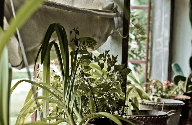 Plantas no peitoril da janela em estufa — Fotografia de Stock
