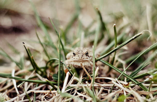 Лягушка сидит в траве — стоковое фото