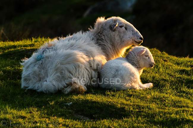 Ovelha e cordeiro no por do sol — Fotografia de Stock