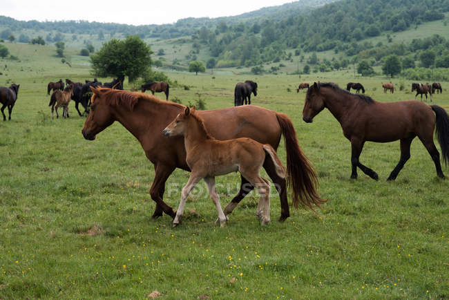 Pferde auf der Bergwiese — Stockfoto