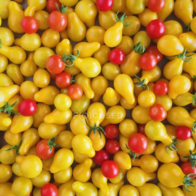 Tomates amarillos y rojos - foto de stock