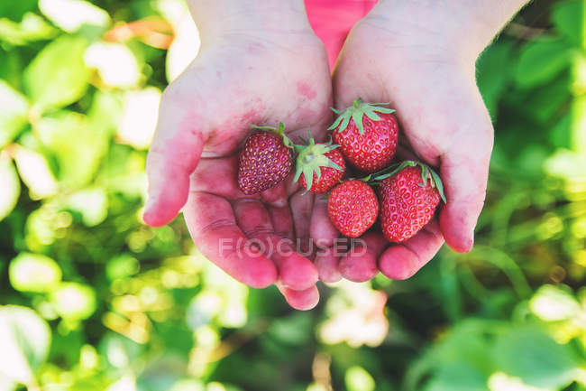 Manos de niño sosteniendo fresas - foto de stock