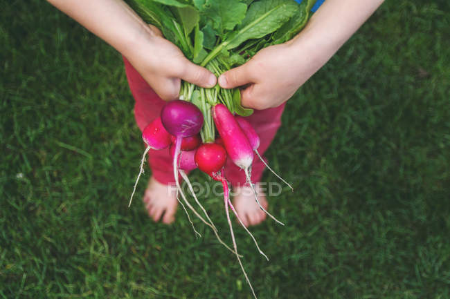 Primer plano del niño sosteniendo rábanos - foto de stock